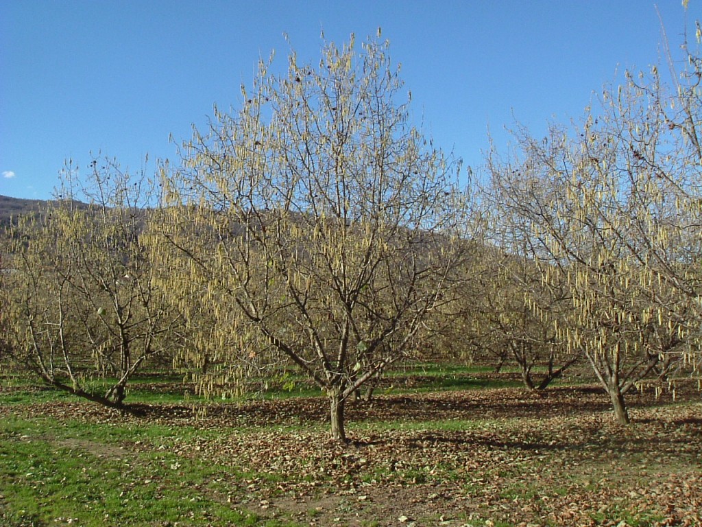 Il nostro albero di nocciole